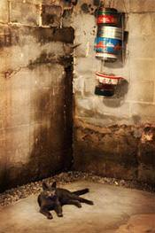 a cat laying in a wet, leaky basement in Clementon, NJ