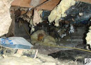 A messy crawl space filled with rotting insulation and debris in Havertown.