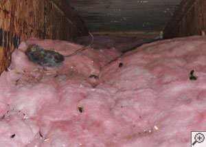 A dead mouse and its feces in a batt of fiberglass insulation in a crawl space in Sicklerville.
