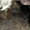 A dirt crawl space with water-soaked fiberglass insulation in Woodstown.