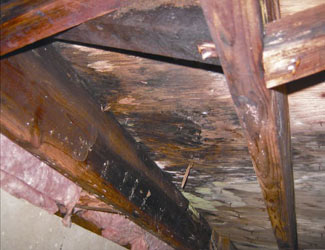 mold and rot in a Sicklerville crawl space