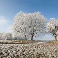 Frost covering trees and a grassy field in Woodstown