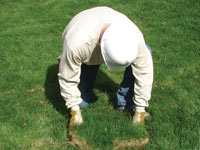 Restoring the landscaping by replacing removed lawn sections for a Blackwood home.