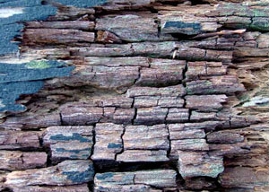 Dry rot damaging wood in Hammonton