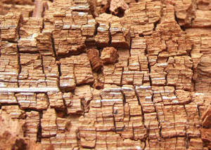 Wood severely damaged by dry rot damage in Glassboro