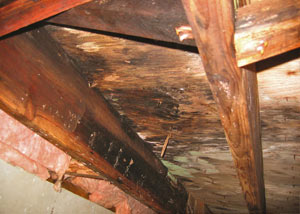 Extensive crawl space rot damage growing in Somers Point