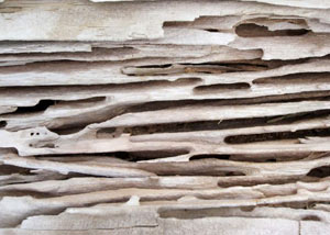 Carpenter ant tunnels and galleries in structural wood in a Somers Point home