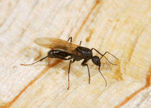 Closeup of a carpenter ant breeder in Sewell