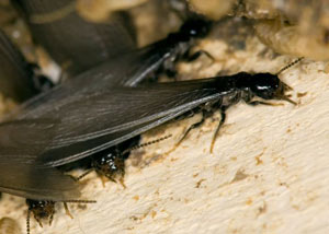 Closeup view of a termite new queen breeder in Havertown