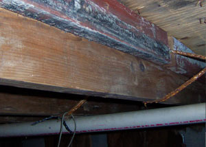 Rotting, decaying wood from mold damage in Ventor City